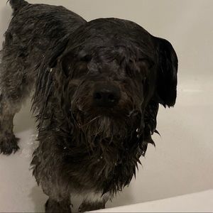 Meet your Posher, Skye